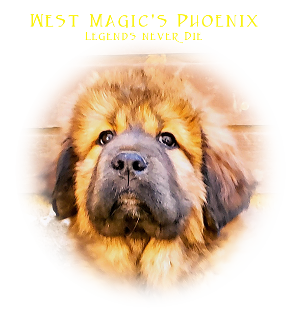 west magic tibetan mastiff agusta